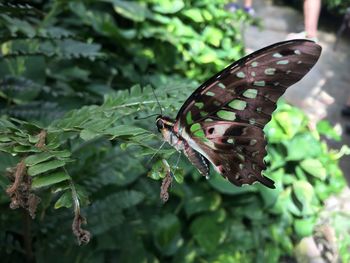 Close-up of butterfly on leaf
