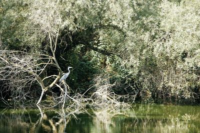 View of birds in lake