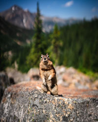 Squirrel sitting on rock