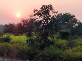Trees on field against sky during sunset