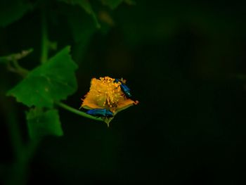 Close-up of yellow flower on leaves