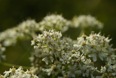 Close-up of white flowering plant