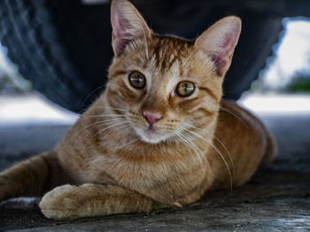 Portrait of ginger cat lying down