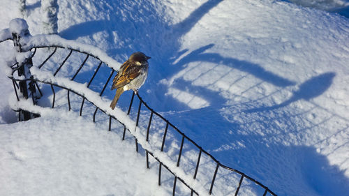 Close-up high angle view of bird perching on fence during winter