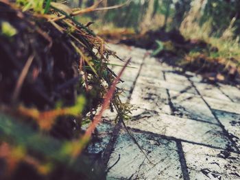 Close-up of moss on tree trunk