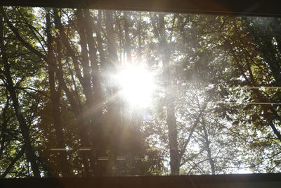 Sunlight streaming through trees in forest on sunny day