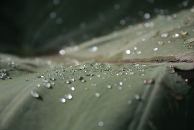 Close-up of water drops on leaf