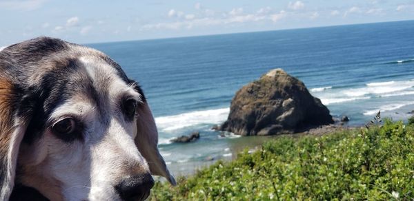 Close-up of dog looking at sea shore