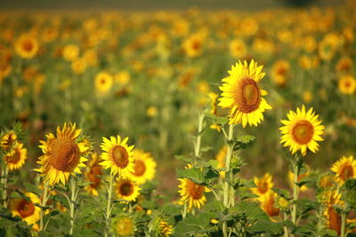 Close-up of yellow sunflowers on field