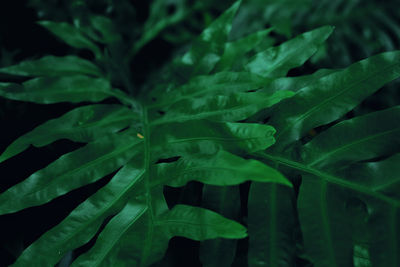 Full frame shot of leaves