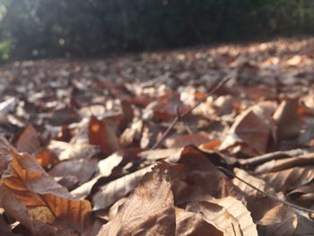 Close-up of leaves in autumn