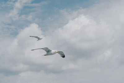 Low angle view of seagull flying in sky