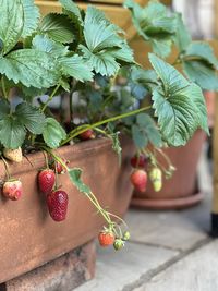 Close-up of strawberries on table