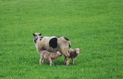 Sheep grazing on grassy field