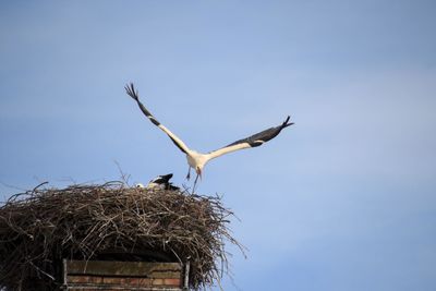 Low angle view of bird flying against clear sky