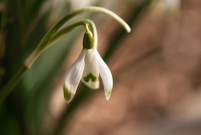 Close-up of white flowering plant