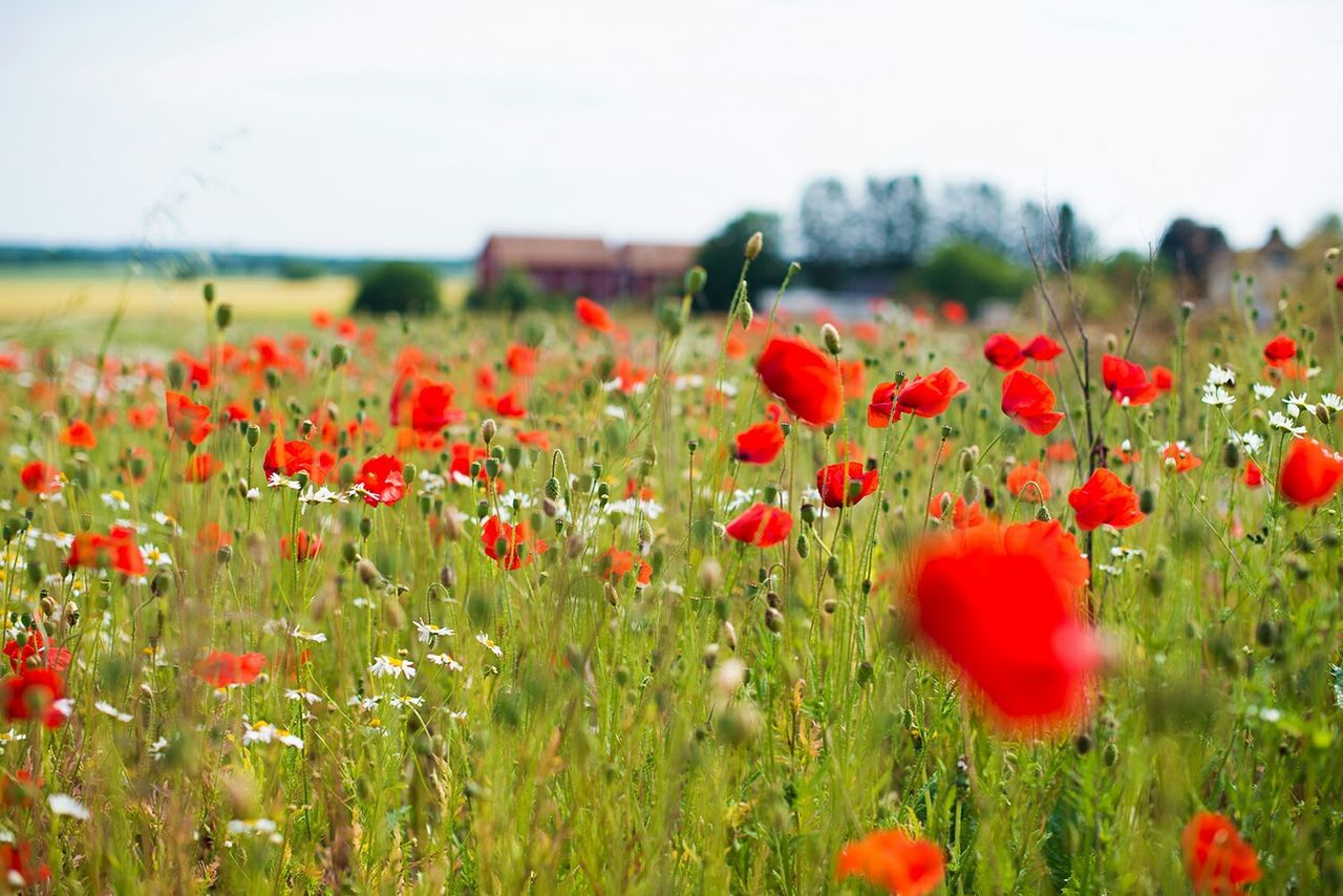 flower, freshness, field, growth, fragility, beauty in nature, poppy, red, blooming, nature, tulip, plant, landscape, petal, abundance, flower head, rural scene, tranquil scene, sky, agriculture