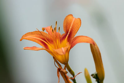 Close-up of orange day lily