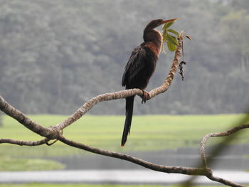 Close-up of bird perching on branch