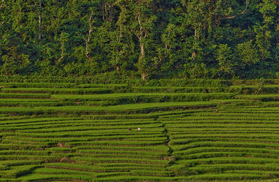 Full frame shot of crop in field