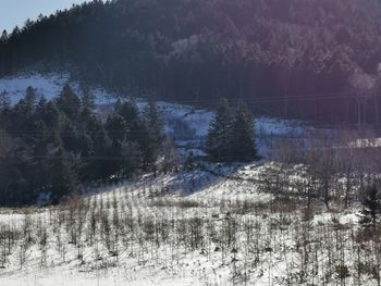 Scenic view of frozen lake in forest