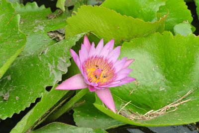 Close-up of lotus water lily