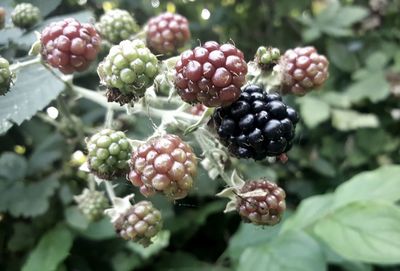 Close-up of berries growing on tree