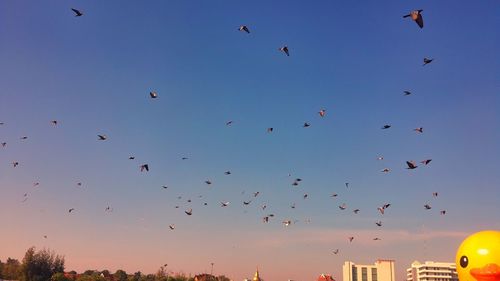 Low angle view of birds flying in sky