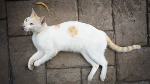 Cat on sidewalk