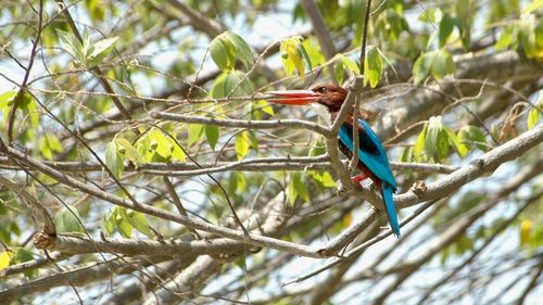 Low angle view of bird perching on branch