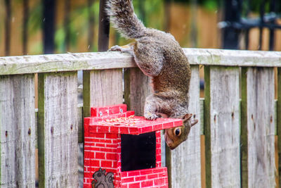 View of squirrel on wooden fence