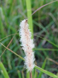 Close-up of dandelion on grass