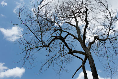 Low angle view of bare tree against sky