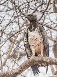 Low angle view of a martial  eagle perching on branch