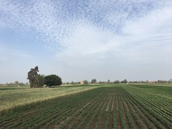 Scenic view of agricultural field against sky