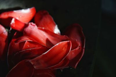 Close-up of red rose flower