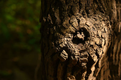 Close-up of tree trunk