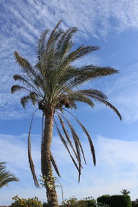 Low angle view of palm trees