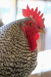 Close-up of a bird