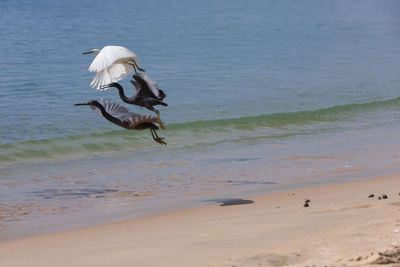 Bird flying over beach