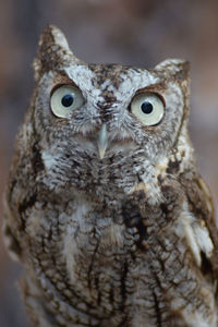 Eastern screech owl with large eyes.