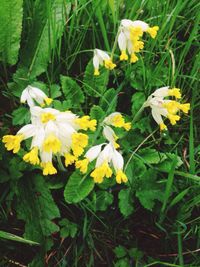 Close-up of yellow flowers blooming in field