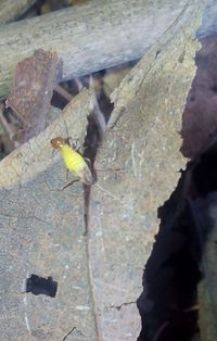 Close-up of insect on ground