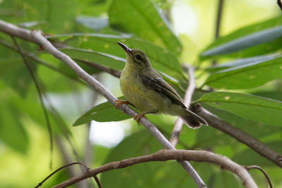 Close-up of bird perching on tree