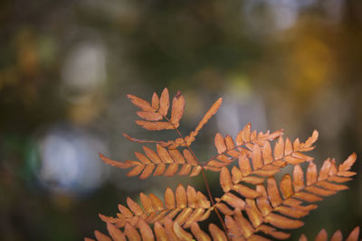 Close-up of plant