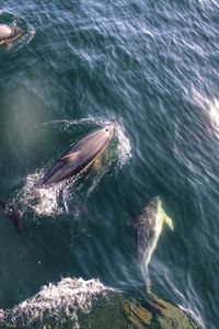 Fish swimming in sea