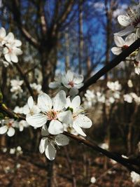 Close-up of apple blossoms in spring