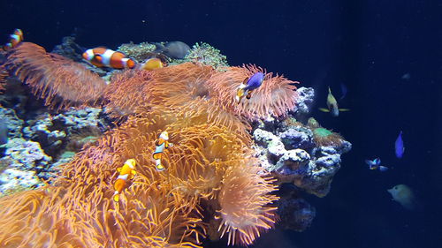 Fish swimming in sea