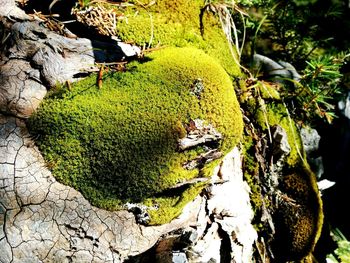 Moss growing on rocks