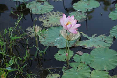 Close-up of pink lotus water lily in lake